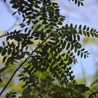 Chloroxylon swietenia DC.